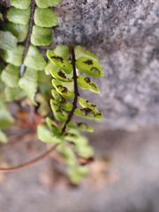 Asplenium trichomanes