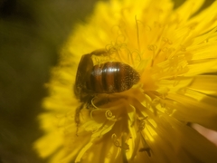 Andrena erythrogaster