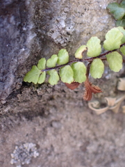 Asplenium trichomanes