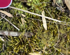 Brachythecium laetum