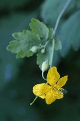 Chelidonium majus