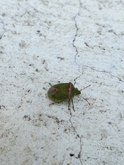 Cyptocephala