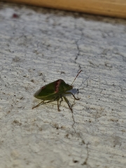 Cyptocephala