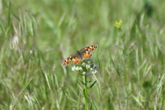 Phyciodes pulchella