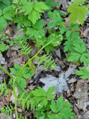 Pteridium pinetorum
