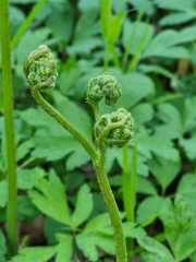 Pteridium pinetorum