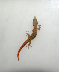 Sphaerodactylus elegans
