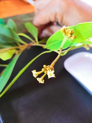 Daphnopsis mexiae
