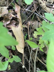 Cicindela sexguttata
