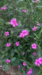 Catharanthus roseus