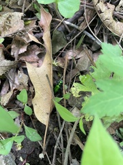 Cicindela sexguttata