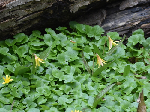 Bulbine mallyana Schltr. ex Poelln.
