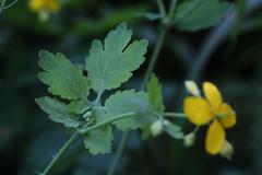 Chelidonium majus