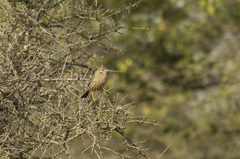Coryphistera alaudina