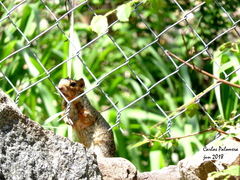 Notocitellus annulatus