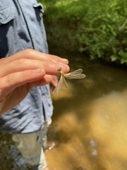 Stylogomphus
