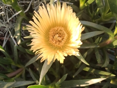 Carpobrotus edulis