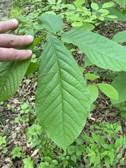 Asimina triloba