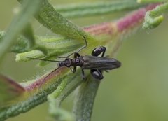 Oedemera flavipes