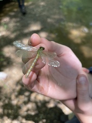 Stylogomphus