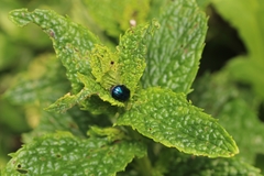 Chrysolina coerulans