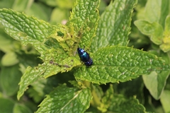 Chrysolina coerulans