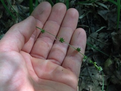 Carex sparganioides