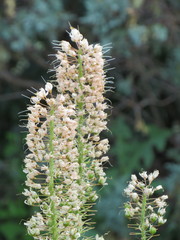 Melanthiaceae