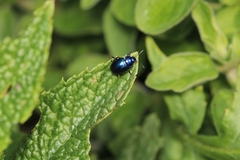 Chrysolina coerulans