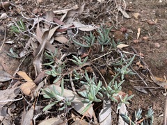 Lampranthus sociorum