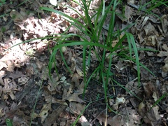 Carex sparganioides
