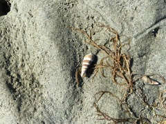 Batillaria attramentaria