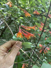 Lonicera sempervirens