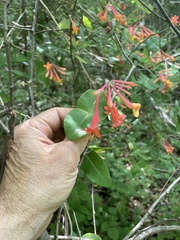 Lonicera sempervirens