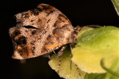 Tebenna gnaphaliella