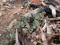 Lampranthus sociorum