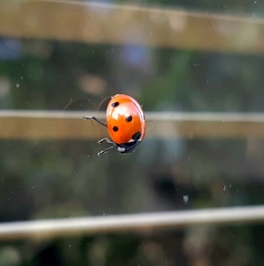 Coccinella septempunctata