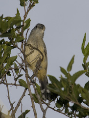 Thamnophilus caerulescens