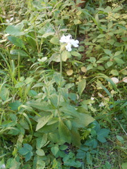 Silene latifolia