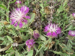 Centaurea sphaerocephala