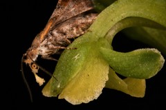 Tebenna gnaphaliella