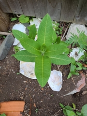 Asclepias syriaca