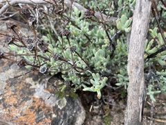 Lampranthus dregeanus