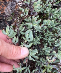 Lampranthus dregeanus