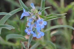 Penstemon angustifolius