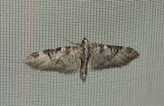 Eupithecia insigniata