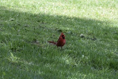 Cardinalis cardinalis