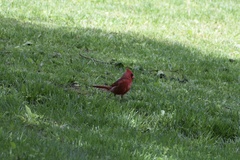 Cardinalis cardinalis
