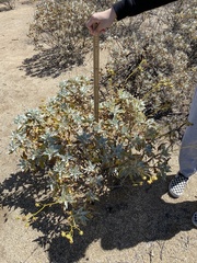 Encelia farinosa