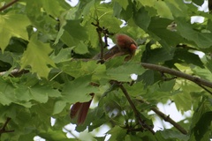 Cardinalis cardinalis